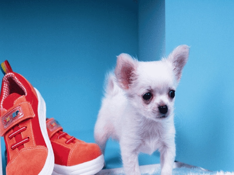 新加坡汤申试管值得推荐试管医院怀试管宝宝致词